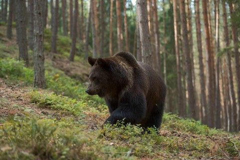 In a typical habitat... European brown bear (Ursus arctos) moving through a mountain forest, bear