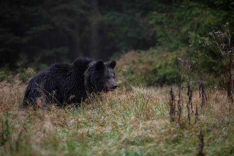 At dawn... European brown bear (Ursus Arctos) roaming a clearing in the forest early in the