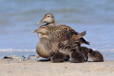 Common Eider (Somateria mollissima), female eiders with chicks on the beach of the German North Sea