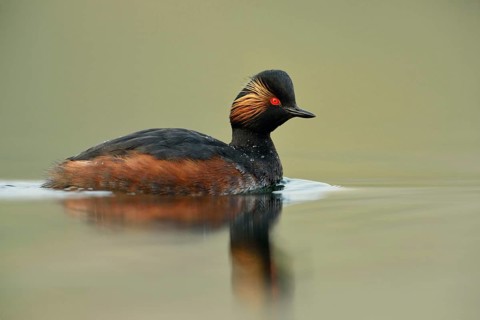 On a calm sea... Black-necked Grebe (Podiceps nigricollis) in breeding plumage, very detailed shot