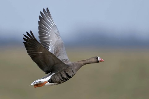 Arctic wild goose... White-fronted Goose (Anser albifrons) in flight on the Lower Rhine, very