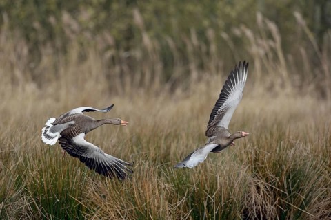 Hash me... Greylag geese (Anser anser), typical territorial behaviour, greylag geese chase