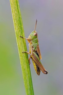In profile... Meadow grasshopper (Chorthippus parallelus) resting, sitting on a stalk, relatively