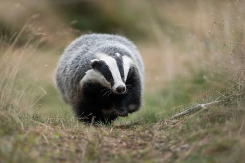 At eye level... European badger (Meles meles) runs directly towards the camera, funny picture from
