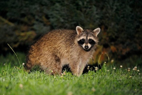 Common Raccoon (Procyon lotor) looks surprised, stands in front of some bushes, late in the night,