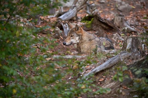 Well camouflaged... European gray wolf (Canis lupus), grey wolf, grey wolf, resting in foliage in