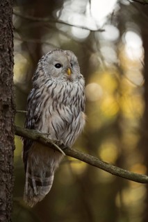 In its natural habitat... Ural owl (Strix uralensis) in the forest, rare Central European owl