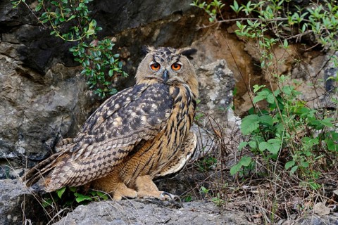 European Eagle Owl (Bubo bubo), Eurasian Eagle-Owl, also called Northern Eagle Owl or European