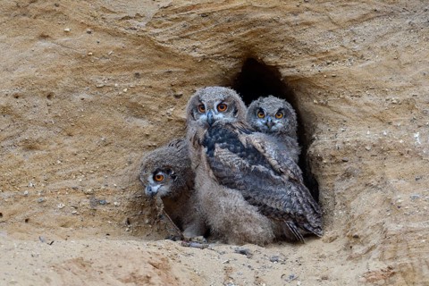 3 siblings... European eagle owl (Bubo bubo), young eagle owls, adolescent owls at the entrance to