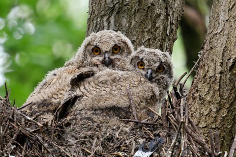 European Eagle Owl (Bubo bubo), two young birds in their nest in an old tree in the forest,
