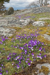 Spring in Sweden... Fragrant violets, (Viola odorata) blooming wildflowers in typical landscape on