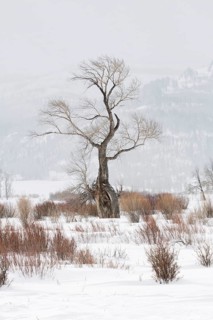 Striking... Oak (Lamar Vallery), striking, ancient tree, bizarrely shaped by wind and weather,