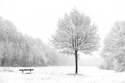 Bench next to a tree, idyll at the onset of winter on the outskirts of Meerbusch, near Lank-Latum,
