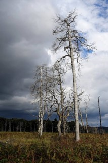 Storm front, approaching thunderstorm... High Fens, plateau in the Eifel, valuable nature reserve,