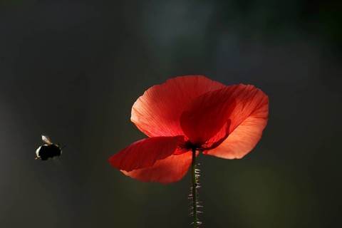 Red poppy (Papaver rhoeas), illuminated, bumblebee, A single poppy flower is illuminated by the