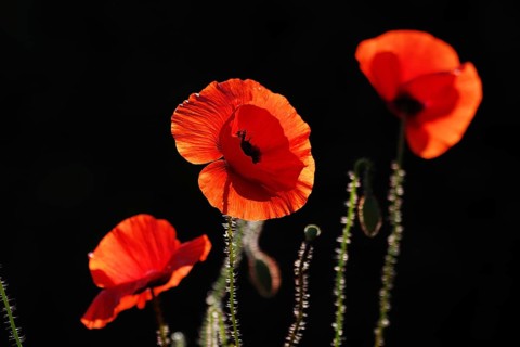 Corn poppy (Papaver rhoeas), red, black, flowers, three, backlight, The three poppies glow against