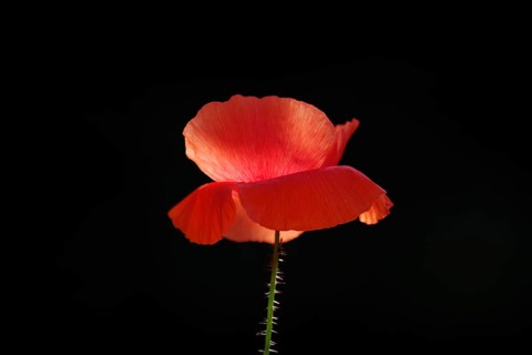 Corn poppy (Papaver rhoeas), one, red, bright, flower, black background, coloured, A poppy flower