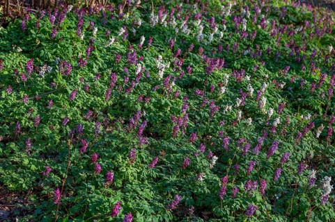 Hollow larkspur (Corydalis cava) in the forest, Bavaria, Germany