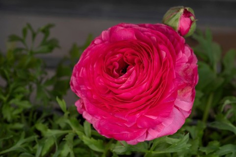 Peony blossom (Paeonia), Bavaria, Germany