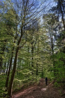 Spring forest with hiker, Bavaria, Germany