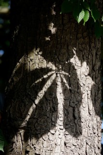 Shade of chestnut tree leaves, May, Germany