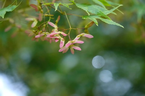 Fan maple at the beginning of June, Germany