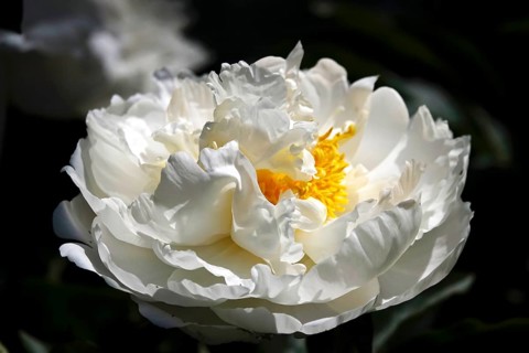 Magnificent peony, Germany