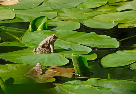 Toad on a water lily pond, Germany