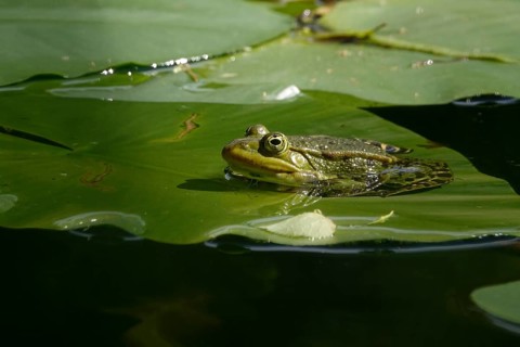 Frog in a water lily pond, June, Germany