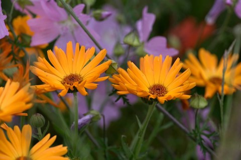 Species-rich, colourful flowering meadow with marigold (Calendula officinalis), Lower Rhine, North