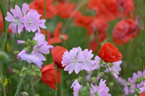 Species-rich colourful flowering meadow with musk mallow (Malva moschata) and poppy (Papaver