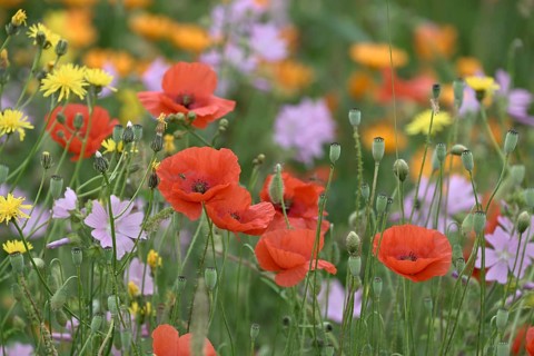 Species-rich, colourful flowering meadow with poppies (Papaver rhoeas) Lower Rhine, North