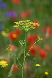 Dill (Anethum graveolens), Lower Rhine, North Rhine-Westphalia, Germany
