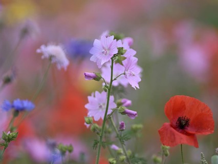 Species-rich, colourful flowering meadow with musk mallow (Malva moschata) and corn poppy (Papaver