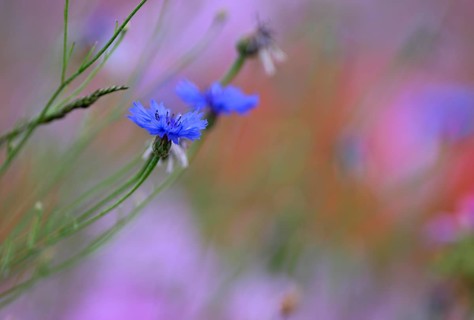 Species-rich, colourful flowering meadow with cornflower (Centaurea cyanus) 3, Lower Rhine, North
