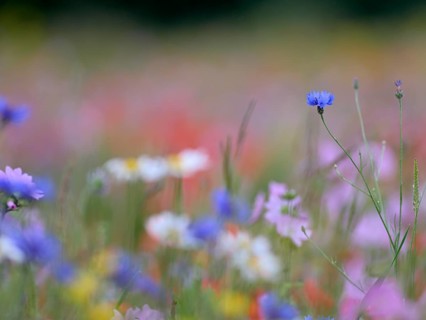 Species-rich, colourful flowering meadow with cornflower (Centaurea cyanus), Lower Rhine, North
