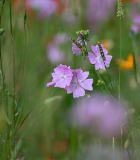 Species-rich, colourful flowering meadow with musk mallow (Malva moschata), Lower Rhine, North