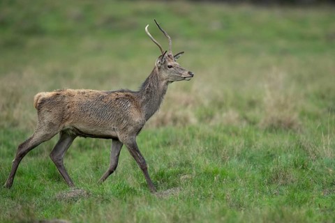Red deer (Cervus elaphus) in rut, spar, Klamptenborg, Copenhagen, Denmark