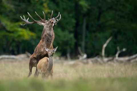 Red deer (Cervus elaphus) in rut, mating, copulation, Klamptenborg, Copenhagen, Denmark