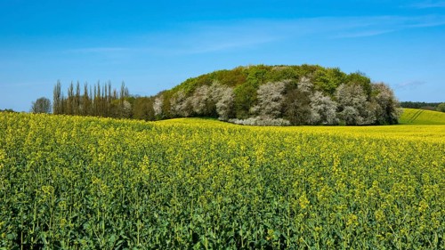 Rape field with blue sky and clouds, Rügen, Bergen, Mecklenburg-Western Pomerania, Germany