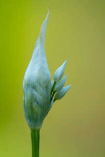 Flowering wild garlic (Allium ursinum), Puttbus, Mecklenburg-Vorpommern, Germany