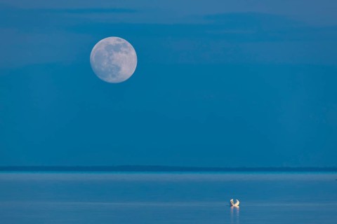 Mute swan (Cygnus olor) with full moon on the Bodden on Rügen, Rügen, Glowitz,