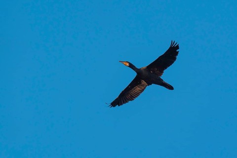 Cormorant (Phalacrocorax), Rügen, Glowitz, Mecklenburg-Western Pomerania, Germany