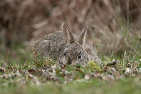 Rabbit (Oryctolagus cuniculus) adult animal laying down in grassland, England, United Kingdom