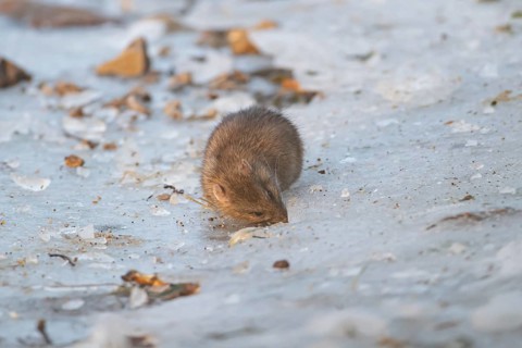 Brown rat (Rattus norvegicus) adult rodent animal feeding on seed on ice of a frozen lake in