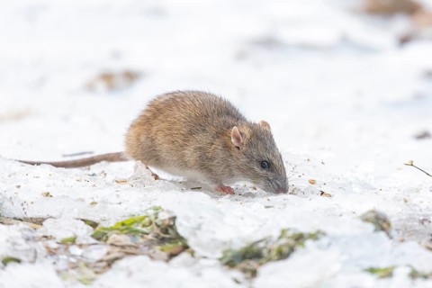 Brown rat (Rattus norvegicus) adult rodent animal feeding on seed on ice in winter, England, United