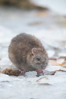 Brown rat (Rattus norvegicus) adult rodent animal searching for food in winter, England, United