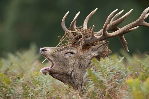 Red deer (Cervus elaphus) adult male stag animal roaring with its mouth open during the annual rut