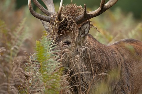 Red deer (Cervus elaphus) adult male stag animal with bracken on its head during the rutting season