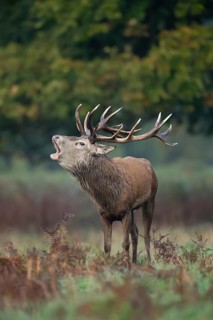 Red deer (Cervus elaphus) adult male stag animal roaring with its mouth open during the annual rut